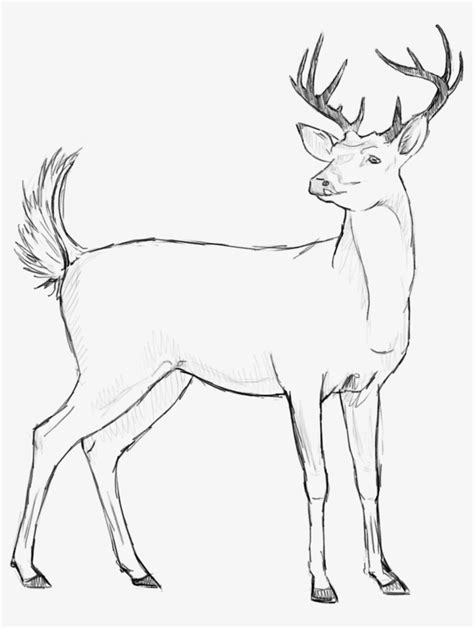 It has white color shade around its throat, eyes, nose, stomach and underside of its tail. Drawing Gallary White Tailed Deer - Sketch Picture Of Deer ...