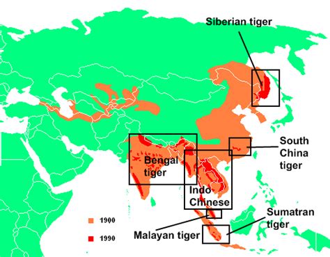 Range The Endangered Siberian Tiger