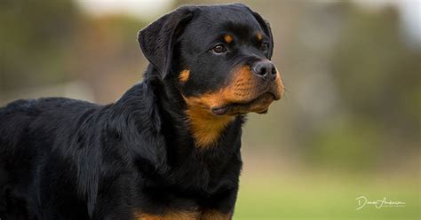 Puppy mauled by v's sweet rottweiler's in arizona. Rottweiler Breeders Australia | Rottweiler Info & puppies