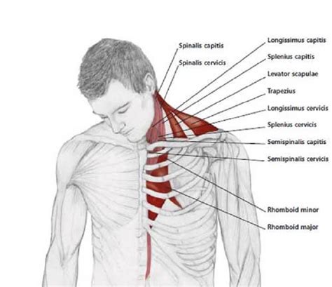 Shoulder Muscles Diagram Practice Practice Practice Perform The