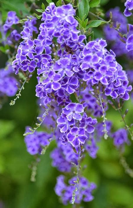 My favourite flower quotes and verses. Duranta Repens Geisha Girl Growing Conditions Fertiliser Guide