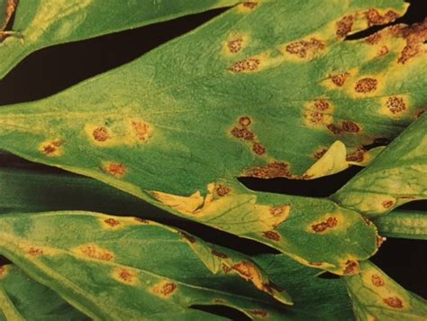Cucumbers, melons did you find the best fungicides for tomatoes from the list above? Septoria Leaf Spot Fungus Disease - Harvest to Table