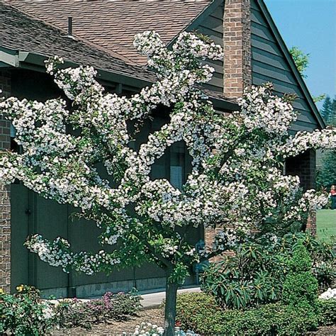 Lowes 608 Gallon S White Flowering Zumi Crabapple In Pot With Soil
