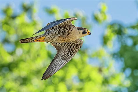 Peregrine Falcon In Flight 2 Photograph By Morris Finkelstein Fine