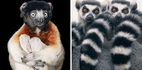 Photographer Captures Amazing Pictures Of Animals That May Go Extinct