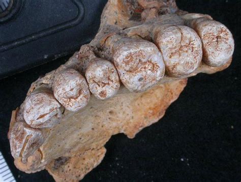 Fossil Jawbone Found In Israel Is The Oldest Modern Human Found Outside