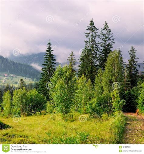 Slopes Of Mountains Coniferous Trees And Clouds In The Evening Stock