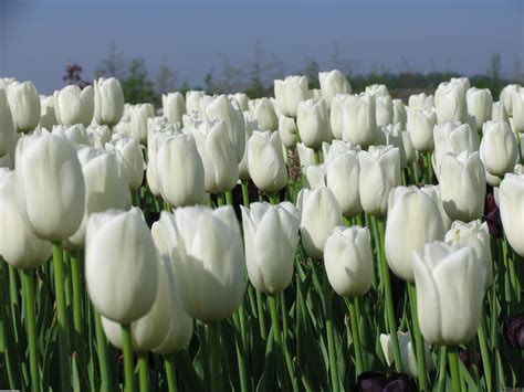 White Tulips Wallpaper Wallpapersafari