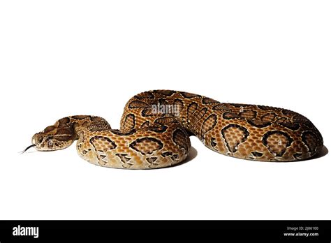 Indian Russells Viper On White Background Stock Photo Alamy