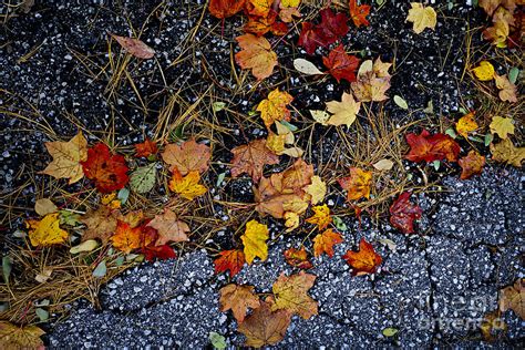 Fall Leaves On Pavement Photograph By Elena Elisseeva Fine Art America