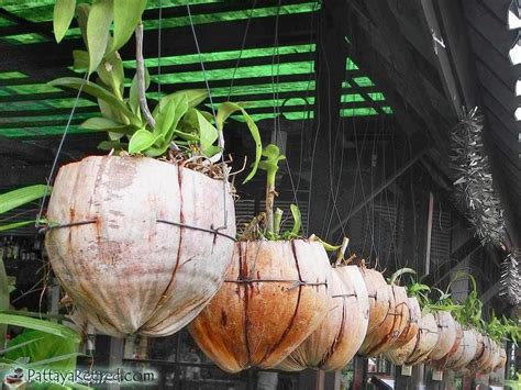 So, it is important to invite soil less agriculture and roof top gardening. coconut planters | Orquídeas, Plantar orquideas, Vasos ...