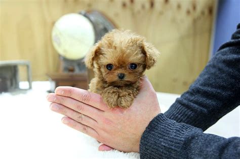 Collection by kerri graves • last updated 10 weeks ago. TEACUP PUPPY: ★Teacup puppy for sale★Teacup poodle Gretel for U! | Teacup puppies, Tea cup ...