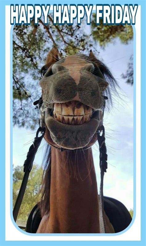 Happy Friday Horse Smiling Horses Smiling Animals