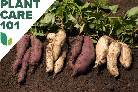 How To Grow Sweet Potatoes At Home Bob Vila
