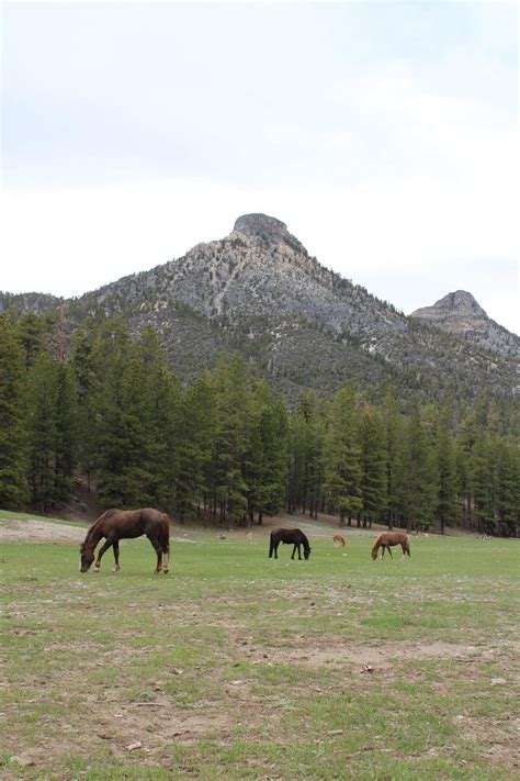 Book now at 208 restaurants near you in las vegas, nv on opentable. Wild Horses at Mt. Charleston Las Vegas Nevada. #camping # ...