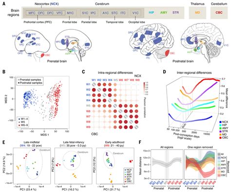 Global Transcriptomic Architecture Of The Developing Human Brain