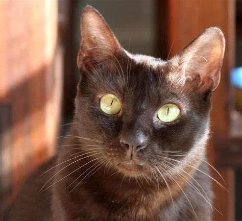 Chocolate Brown Cat Breeds Pets Lovers