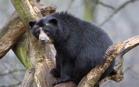 Spectacled Bear Tremarctos Ornatus About Animals