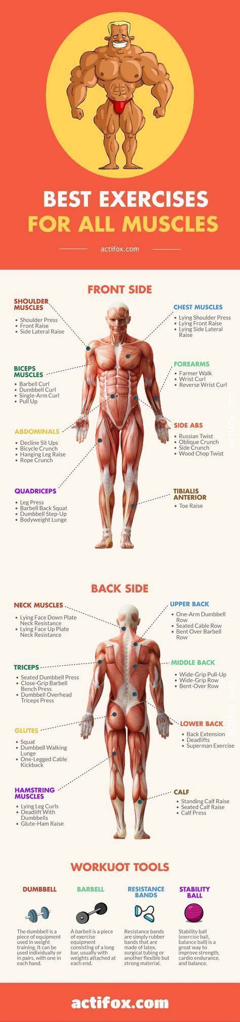 Muscle Gains The Best Muscle Building Exercises For Every Body Part