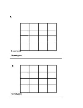 Punnett Square Blank Grids By Busy Biology Tpt