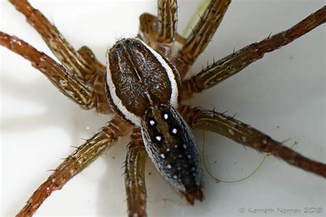 Six Spotted Fishing Spider 6 Six Spotted Fishing Spider D Flickr