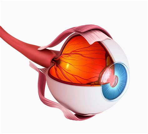 Augengesundheit Wissen Brillen Optiker Schweiz Dynoptic