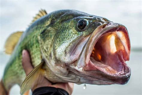 Discover The Largest Largemouth Bass Ever Caught In Virginia A Z Animals