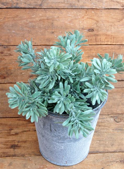 Free uk mainland delivery when you spend £50 and over. Succulent Bush Pick 9in
