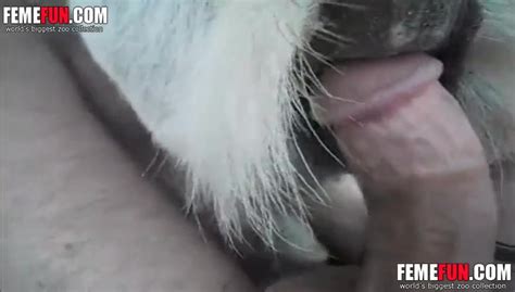 Amateur Guy That Loves Having Sex With His Goats Xxx Femefun