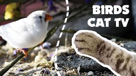 Beautiful Birds Video For Cats To Watch Cat Tv Youtube
