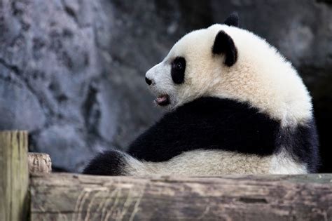 Panda Pandas Baer Bears Baby Cute 24 Wallpapers Hd Desktop And