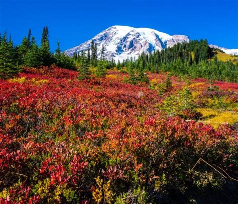 9 Views That Prove Fall Is The Best Time To Visit Mt Rainier National