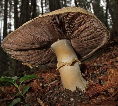 Edible Mushrooms Colorado Photo