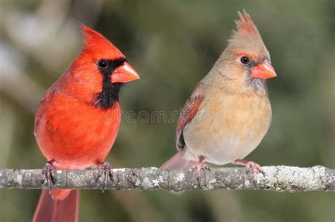 Pair Of Northern Cardinals Stock Image Image Of Wild 13033209