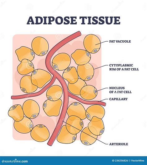 Adipose Tissue Or Body Fat Anatomical Inner Cell Structure Outline