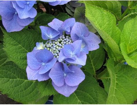 Small Purple Blue Hydranga Flowers