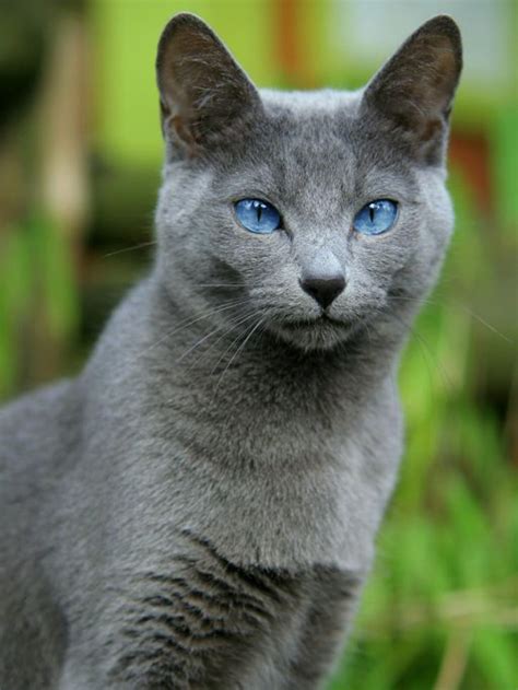 Grey Cat Breeds With Blue Eyes Pets Lovers