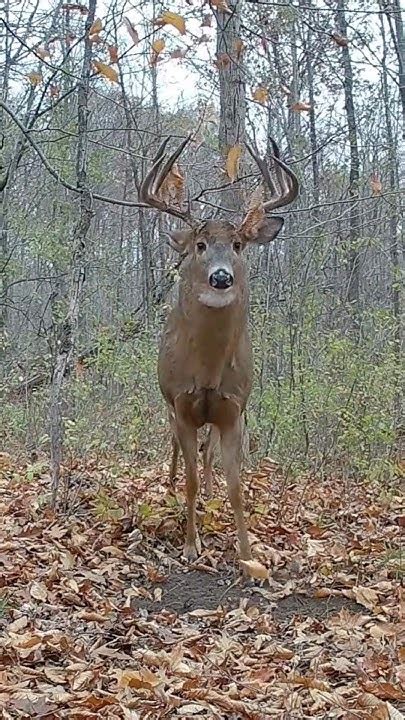 Big Whitetail Buck Works Trail Cam Scrape Shorts Trailcamera Deer