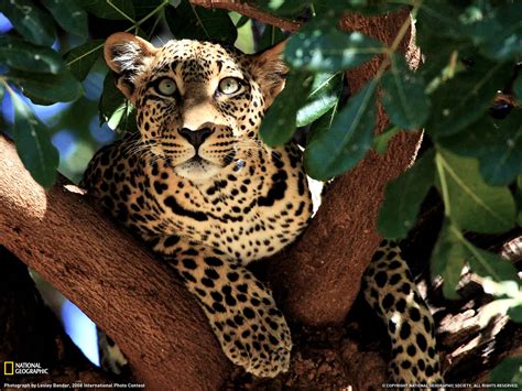 Encyclopaedia Of Babies Of Beautiful Wild Animals Leopards Amazing