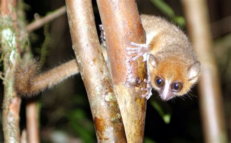 The Brown Mouse Lemur Is A Small Primate Which Can Only Be Found On The