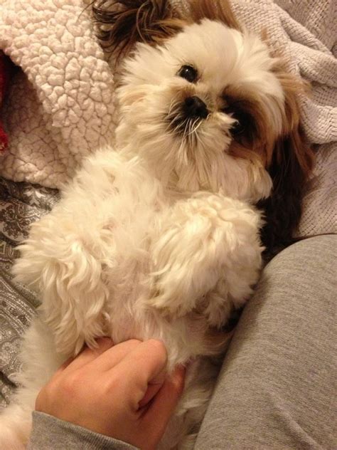 Chloe Says Good Morning ♥ Shih Tzu Dog Cute Animals Shih Tzu Puppy
