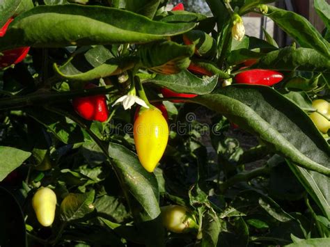 bush hot peppers stock image image of bush yellow 102767623
