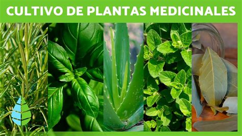 5 PLANTAS MEDICINALES para CULTIVAR en CASA Nombres y Cómo