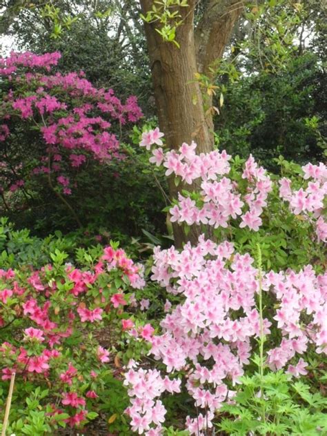 Trees are not recommended for areas with dense shade or areas that get less than four hours of dappled sunlight. Discover flowering shrubs for shade and get growing tips ...