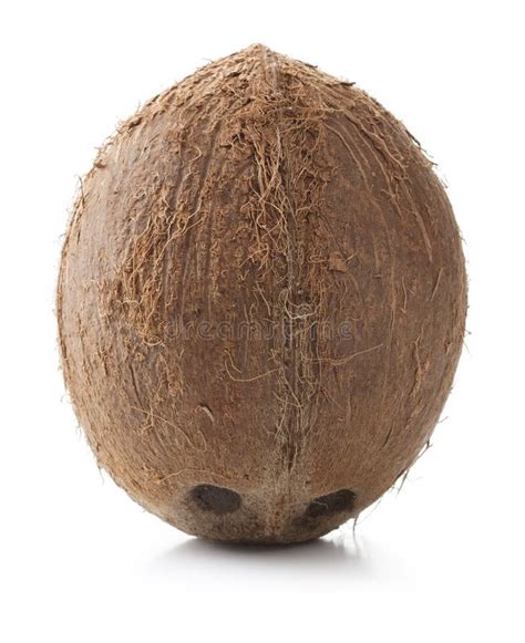 Single Whole Coconut Stock Photo Image Of White Fruit 126987990