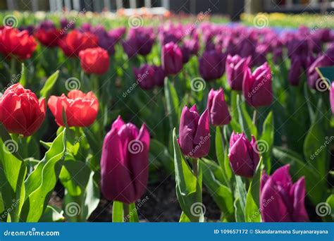 Maroon Colored Tulips With Red Flowers In A Garden In Lisse Net Stock