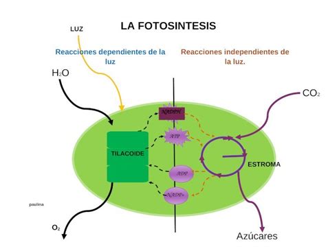Docx Actividad Diagrama De Flujo De La Fotosintesis Dokumen Tips Hot
