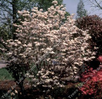 Find out how to grow can care for dogwood trees and their charming attributes. Buy Rainbow North American Flowering Dogwood tree online ...
