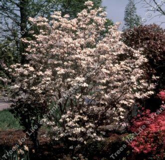 Dogwood trees are flowering trees that reach a height range of 15 to 40 feet. Buy Rainbow North American Flowering Dogwood tree online ...