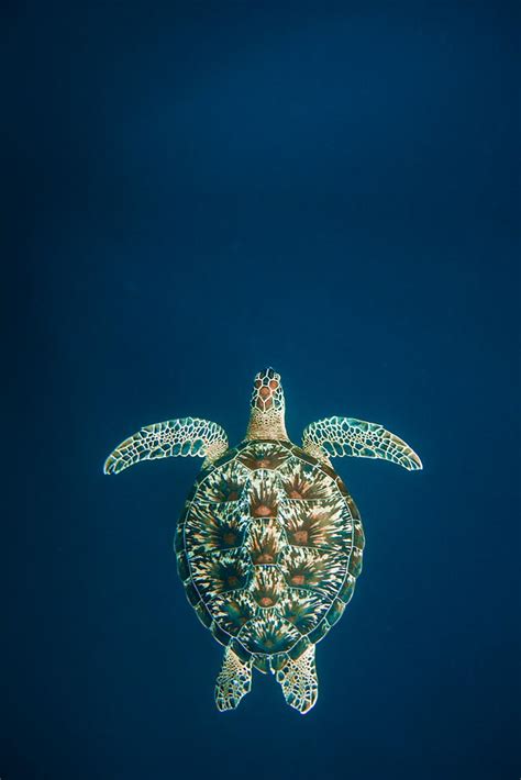 Sea Turtle Iphone Wallpaper Wallpapersafari